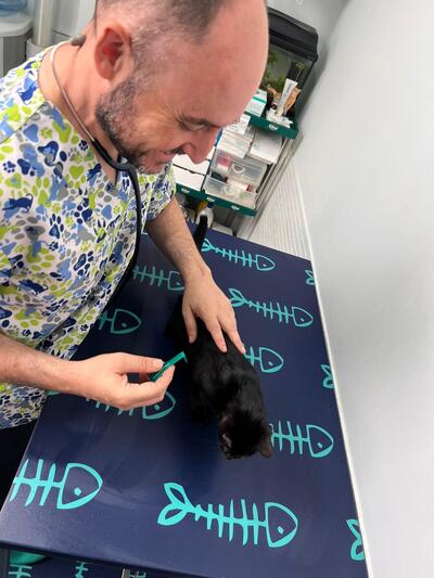 veterinario-guillermo-campos-oscultando-a-un-gato