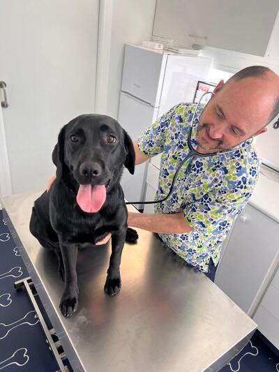 veterinario-guillermo-campos-oscultando-a-un-perro