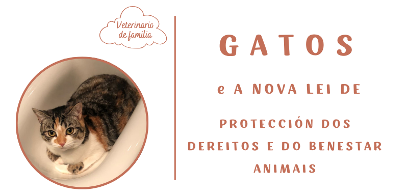 Gatos e a nova lei de protección dos dereitos e o benestar animal