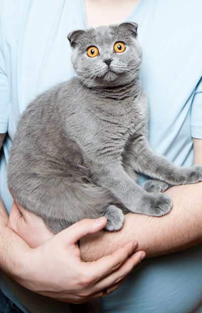 original-programas-de-bienestar-gato-en-el-colo