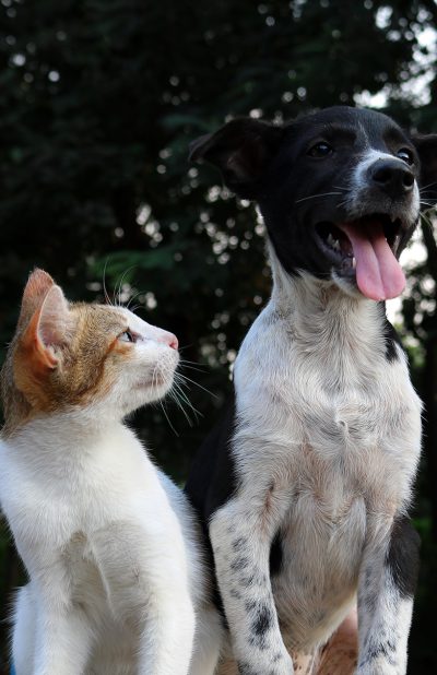 original-servicios-veterinarios-alimentacion-y-control-de-peso