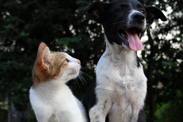 original-servicios-veterinarios-alimentacion-y-control-de-peso