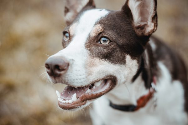 original-servicios-veterinarios-limpiezas-bucales-y-dentales