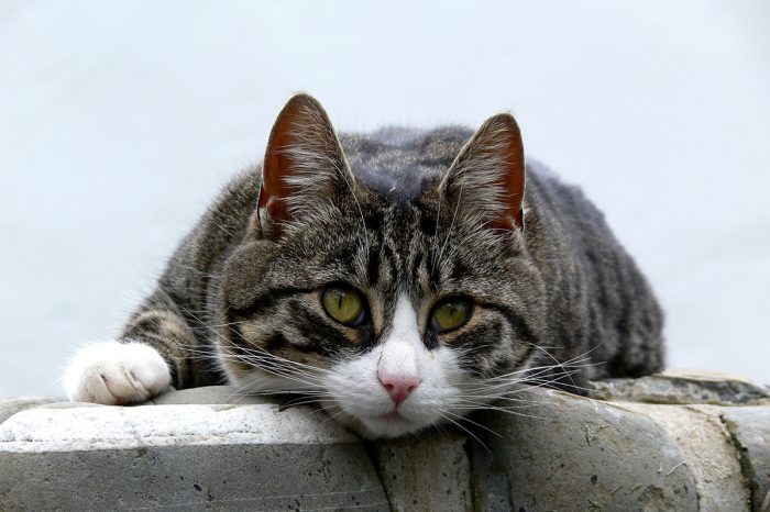 original-servicios-veterinarios-vacunaciones