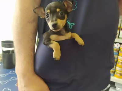 original-mas-servicios-veterinarios-recordatorios-2
