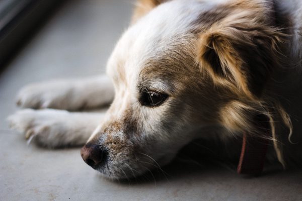 original-servicios-veterinarios-pruebas-veterinarias