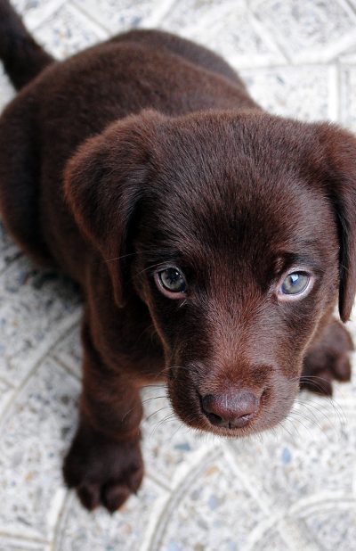 original-servicios-veterinarios-portada