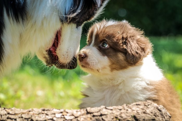 original-servicios-veterinarios-cirugias-veterinarias