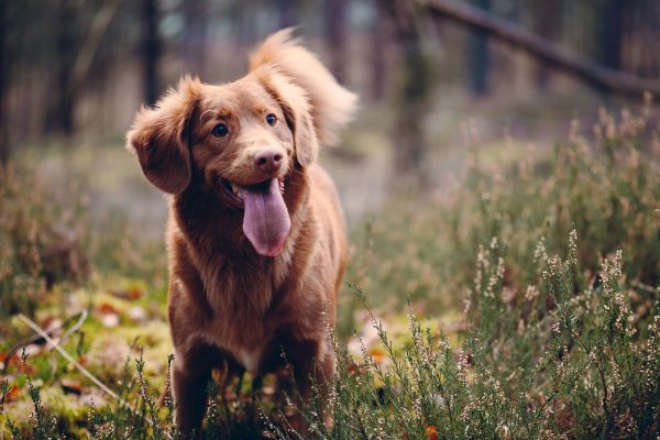 original-servicios-veterinarios-desparasitaciones