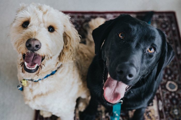 original-servicios-veterinarios-identificaciones-y-certificados
