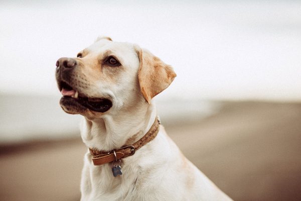 original-servicios-veterinarios-analiticas-veterinarias