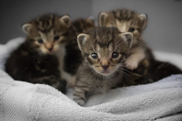 original-servicios-veterinarios-consultas-medicas